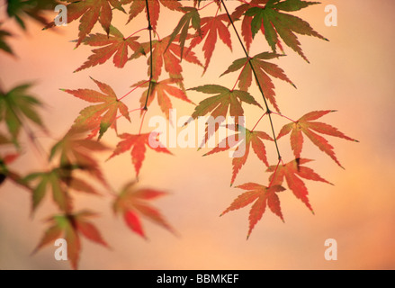 Nahaufnahme der trocken-Ahorn-Blätter Stockfoto