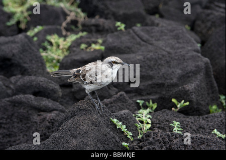 San Cristobal Mockingbird (zählt Melanotis) la Galapaquera Media Luna San Christobal Galapagosinseln Ecuador Stockfoto