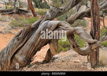 Stamm der Kiefer (Pinus), verdreht, gefallen und verwelkt, Bryce-Canyon-Nationalpark, Utah, USA Stockfoto