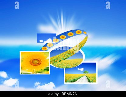 Collage aus Sonnenblumen Stockfoto