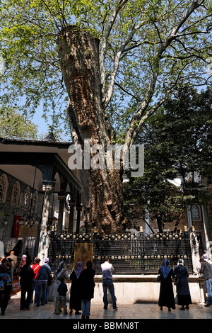 Eyuep Sultansmoschee, Innenhof, muslimische Gläubige beten vor einem mächtigen Platane, Eyuep Dorf, Goldenes Horn, Istanbul Stockfoto