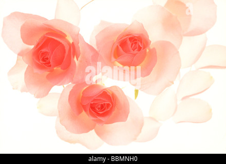 Nahaufnahme von rosa Rosen. Stockfoto