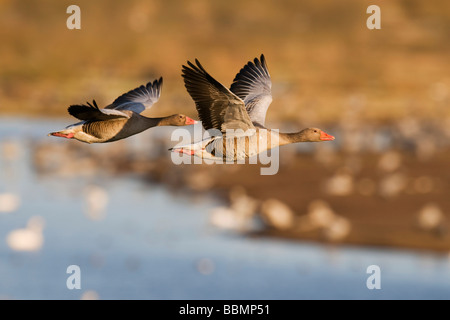 Graugans (Anser Anser), paar fliegen über Kräne, Hornborgasee, Vaestergoetland, Schweden, Skandinavien, Europa ruht Stockfoto