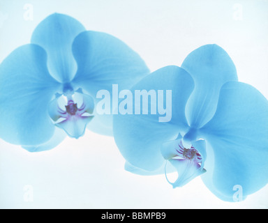 Nahaufnahme der beiden blauen Blüten. Stockfoto