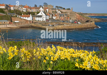 dh Fischerdorf Hafen CRAIL EAST NEUK FIFE SCHOTTLAND Daffodil Frühlingsblumen springblumen Blume Narzissen blauer Himmel Küste Frühling Küste Stockfoto