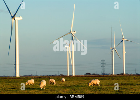 Schafe weiden unter Windkraftanlagen an kleinen Cheyne Gericht Romney Marsh Roggen East Sussex Stockfoto