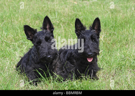 2 Scottish Terrier, 4 Monate alt, sitzen nebeneinander auf einer Wiese Stockfoto