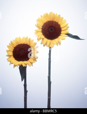 Nahaufnahme von Sonnenblumen Stockfoto