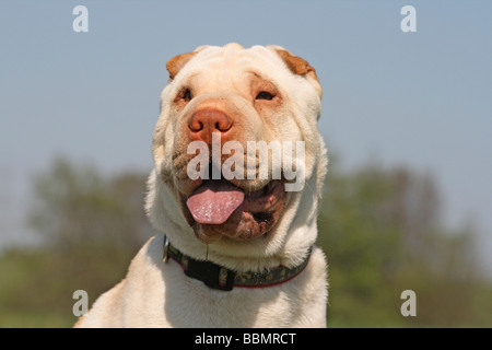 Shar-Pei, 19 Monate alt, Farbe Creme, portrait Stockfoto