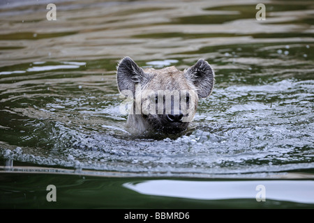 Jung entdeckte Hyänen (Crocuta Crocuta), Schwimmen im Wasser Stockfoto