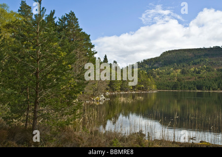 Dh Loch Gamhna ROTHIEMURCHUS INVERNESSSHIRE Cairngorms National Park loch und Caledonian Wald cairngorm Schottland Kiefer Stockfoto