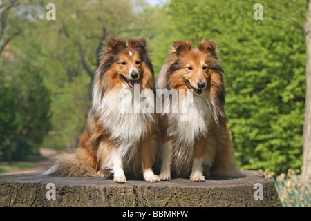 2 Shetland Sheepdogs, Sheltie, sitzen nebeneinander auf einem Baumstumpf Stockfoto