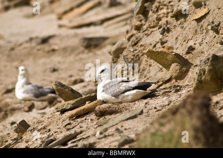Dh die Eissturmvögel Fulmarus glacialis VÖGEL UK eingebettet auf Sandstrand bank Vogel North Ronaldsay Eissturmvogel