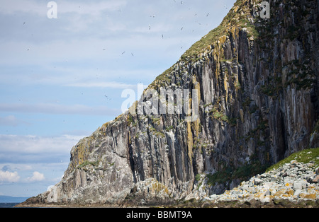 Basstölpel nisten auf und fliegen um Ailsa Craig, Ayrshire, Schottland, UK Stockfoto