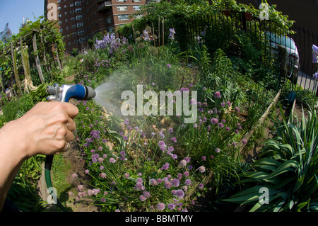 Gärtner Gewässer seine Stadtgarten mit einem Schlauch in einen Gemeinschaftsgarten im New Yorker Stadtteil Chelsea Stockfoto