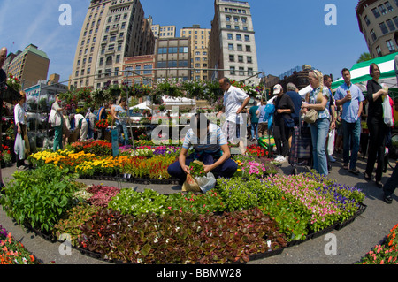 Blumen zum Verkauf an Landwirte steht in der Union Square Greenmarket in New York auf Samstag, 23. Mai 2009 Frances M Roberts Stockfoto