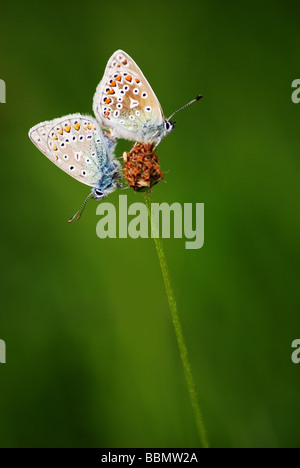 Paar gemeinsame blauer Schmetterlinge Stockfoto