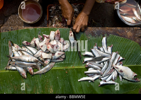 Eine indische Christin Fischverkäufer schneidet kleine Fische auf einem Bananenblatt. Stockfoto