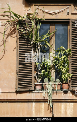 überwucherten Topfpflanzen im Fenster in Rom Italien Stockfoto