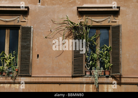 überwucherten Topfpflanzen im Fenster in Rom Italien Stockfoto