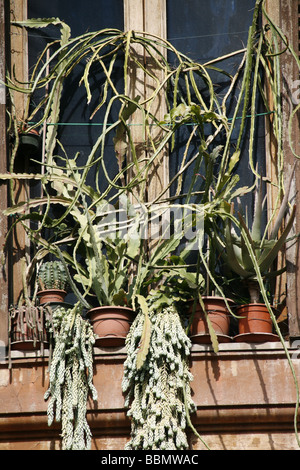 überwucherten Topfpflanzen im Fenster in Rom Italien Stockfoto