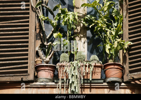 überwucherten Topfpflanzen im Fenster in Rom Italien Stockfoto