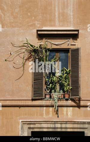 überwucherten Topfpflanzen im Fenster in Rom Italien Stockfoto