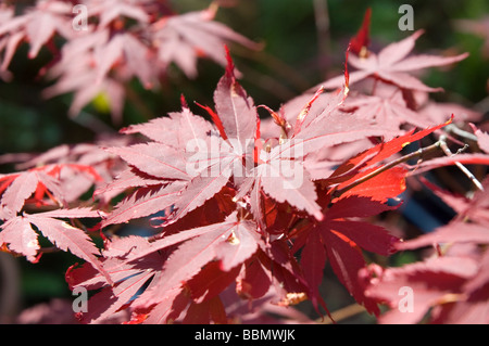 Rote Blätter des japanischen Ahorn Baum Acer Palmatum Stockfoto