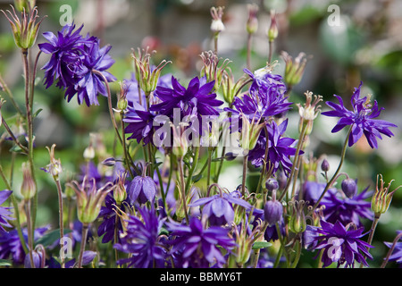 Aquilegia Vulgaris Blue Barlow Blumen Stockfoto