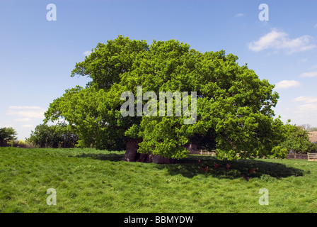 Bowthorpe Eiche Stockfoto