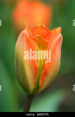 Nahaufnahme von Orange Tulip mit grünen Markierungen Stockfoto