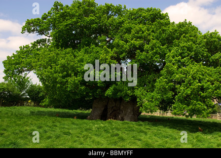 Bowthorpe Eiche Stockfoto