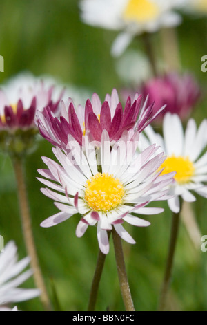 Gemeinsamen Daisy - Bellis perennis Stockfoto