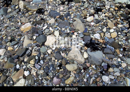 Vögel; Watvögel; Kibitze; "Charadrius hiaticula' Nest mit 4 Eiern (in der Mitte des Bildes) auf einer felsigen Küste; Stockfoto