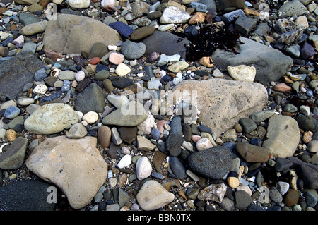 Vögel; Watvögel; Kibitze; "Charadrius hiaticula' Nest mit 4 Eiern (in der Mitte des Bildes) auf einer felsigen Küste; Stockfoto