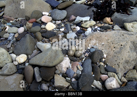 Vögel; Watvögel; Kibitze; "Charadrius hiaticula' Nest mit 4 Eiern (in der Mitte des Bildes) auf einer felsigen Küste; Stockfoto