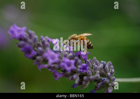 Europäische Honigbiene sammeln Nektar auf Lavendel Blumen Stockfoto