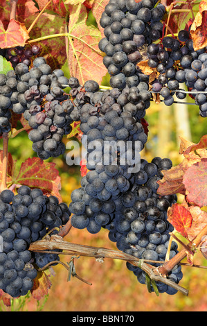 Trauben von schwarzen Trauben reifen auf einem Weinstock in der Schweiz im Herbst Stockfoto