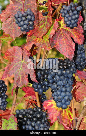 Trauben von schwarzen Trauben reifen auf einem Weinstock in der Schweiz im Herbst Stockfoto