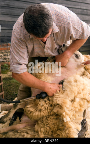 Demonstration der Schafschur auf einem Bauernhof Tag der offenen Tür, Cheriton, Hampshire, UK Stockfoto