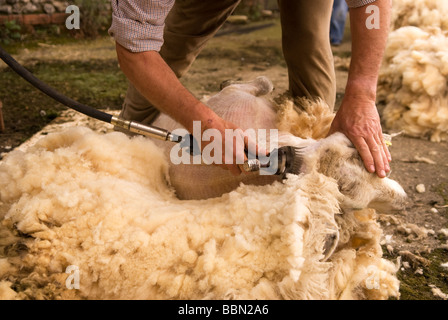 Demonstration von Schafscheren an einem Tag der offenen Bauernhöfe, Cheriton, Hampshire, Großbritannien. Stockfoto