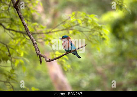 Der Staatsvogel von Karnataka Indian Roller (Coracias Feige) sitzt auf einem Ast im Nagarhole-Nationalpark. Stockfoto