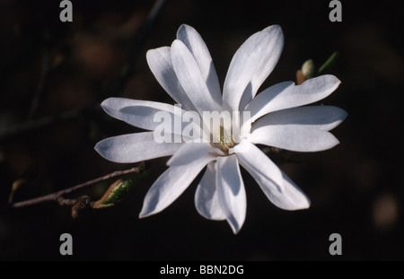 Stern-Magnolie, Magnolia Stellata, Magnoliaceae Stockfoto