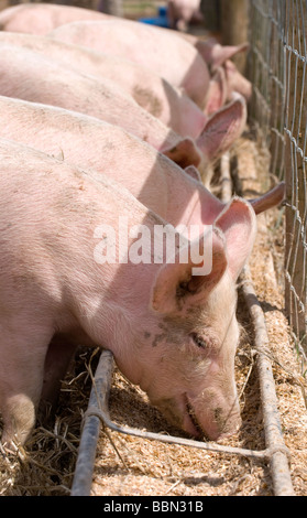 Schweine füttern aus dem Trog, Cheriton, Hampshire, UK. Stockfoto