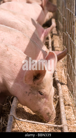 Schweine füttern aus dem Trog auf einem Bauernhof, Cheriton, Hampshire, UK. Stockfoto