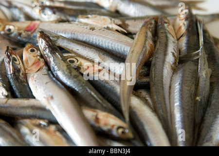 Frische Sardinen Stockfoto