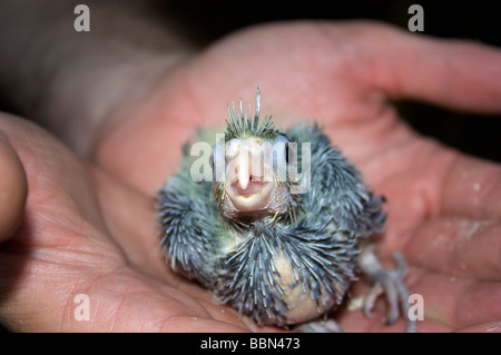 Niedliche Babyvogel in Händen. Baby-Vogel, Jugendlicher, Vogel, hand, niedlich. flauschige Stockfoto