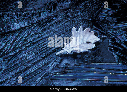 Eichenblatt mit Frost auf der Oberfläche eines gefrorenen Biotops Stockfoto