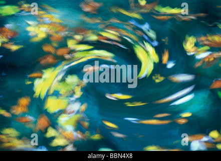 Buntes Herbstlaub gesaugt wird durch eine Spirale in einen Strudel, Fluss Verzasca, Tessin, Schweiz, Europa Stockfoto