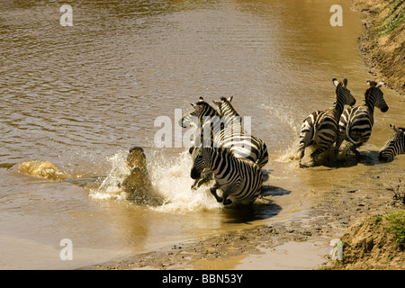 Zebra springen vom Nil-Krokodil - Masai Mara National Reserve, Kenia Stockfoto